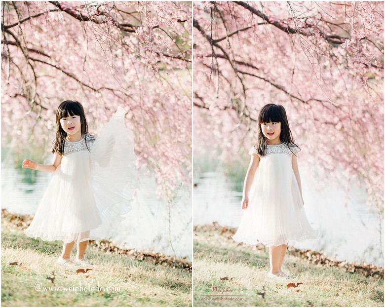 A little girl wearing white dress standing by the cherry blossom tree