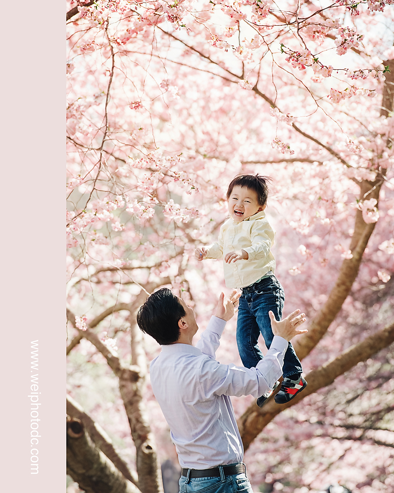 Father playfully lifting a boy into the air against a backdrop of cherry blossoms, with the boy joyfully giggling.